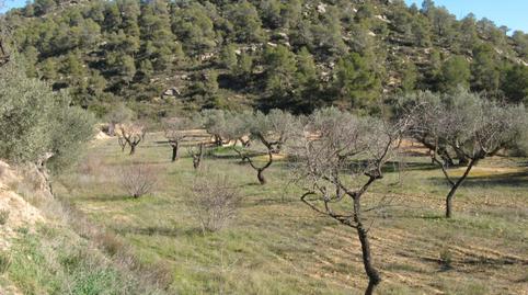 Foto 4 de Terreno en venta en Carrer Pervindre, 1, Caseres, Tarragona