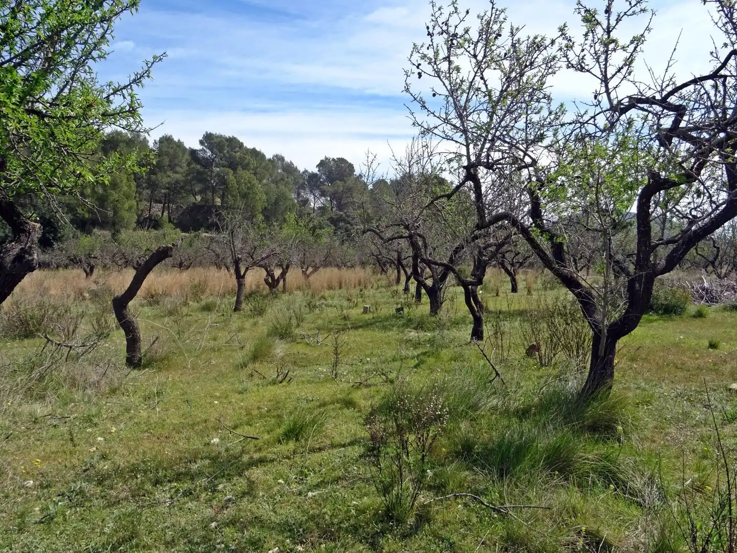 Parcela rustica en Murla, imagen 2