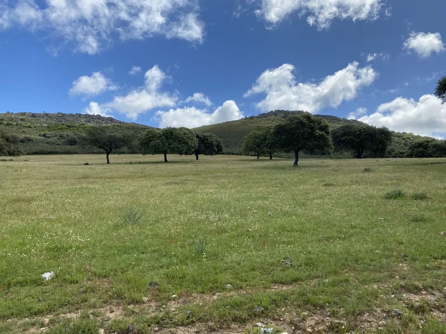 Terreno en venta en Deleitosa