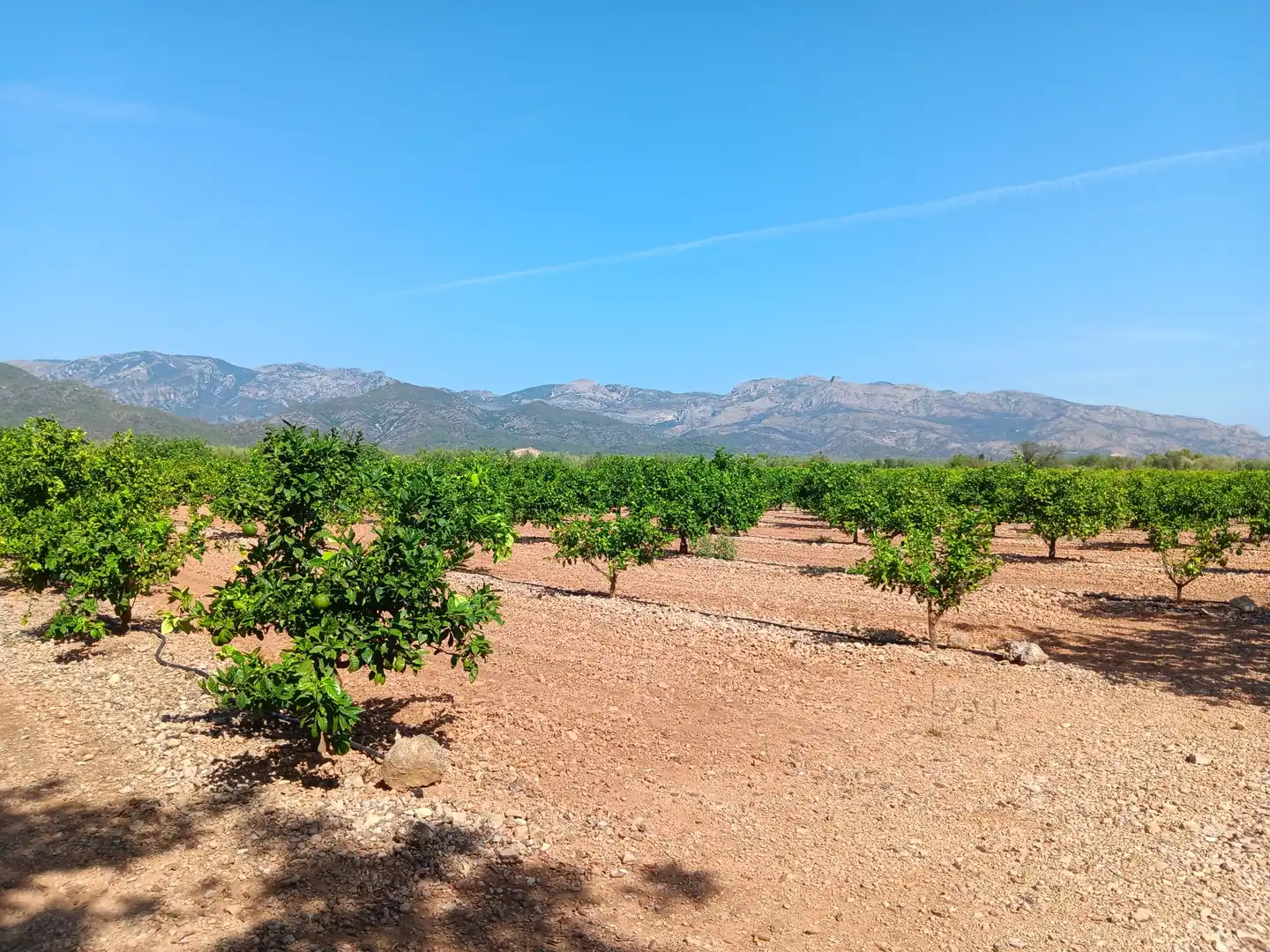 Lands and plots for sale in Roquetes, imagen 34
