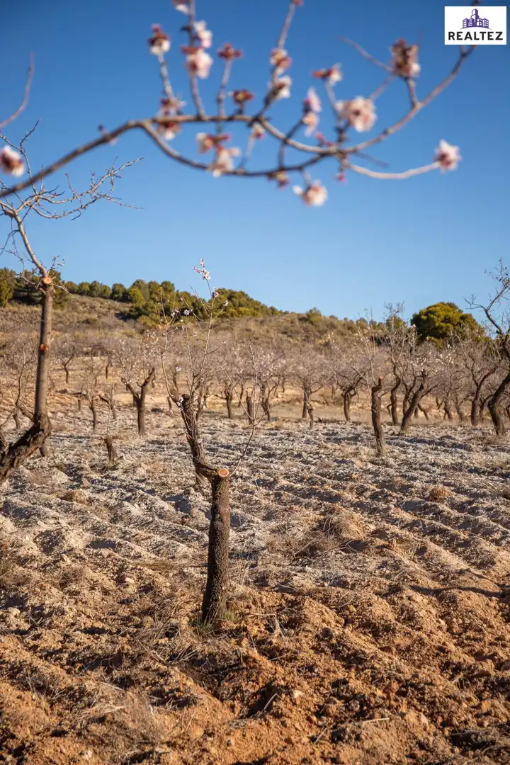 Rural land for sale in Laujar de Andarax, imagen 8