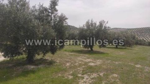 19 FANEGAS OLIVAR DE 1 PIE
