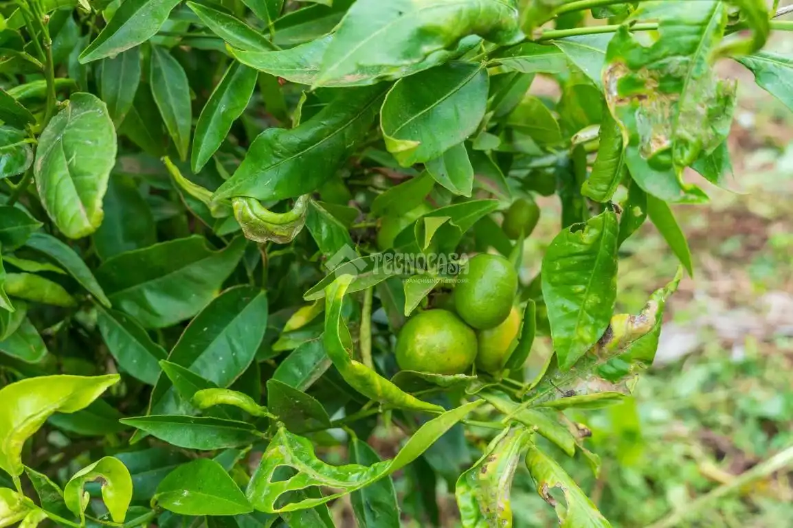 Terreno rustico in vendita a La Perdoma - San Antonio - Benijos, imagen 35