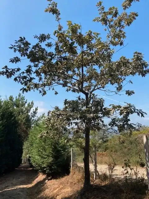 Casa o xalet en venda en Carballo amb Terrassa i Forn