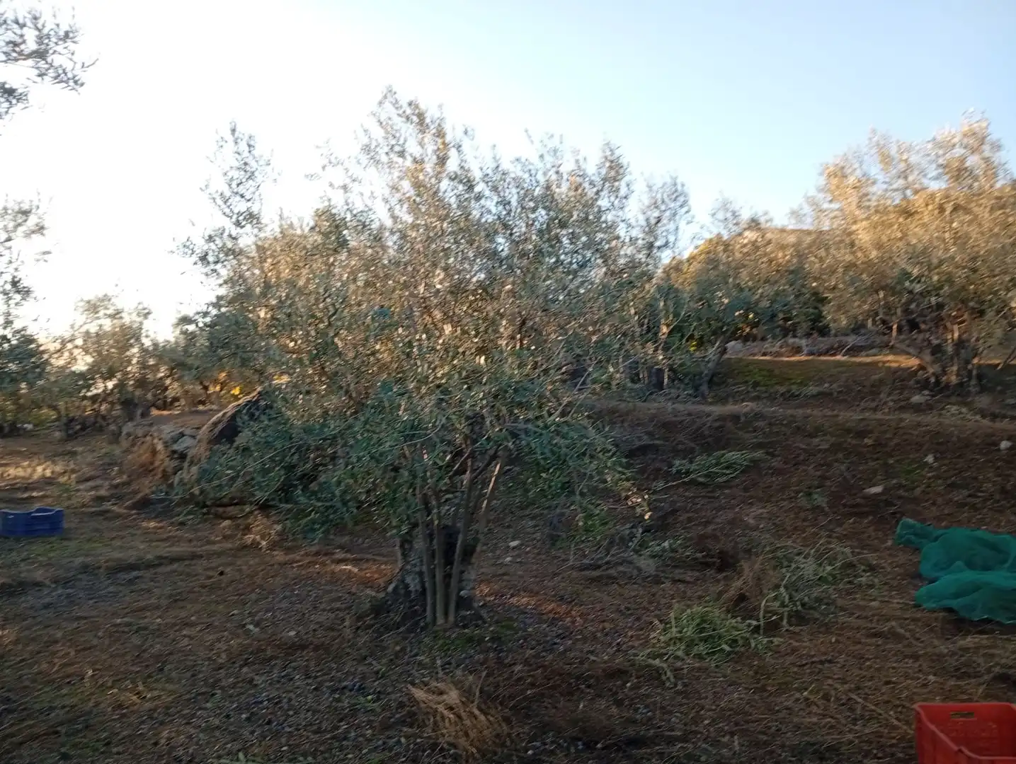 Terreni e lotti in vendita a Villanueva de la Vera, imagen 40