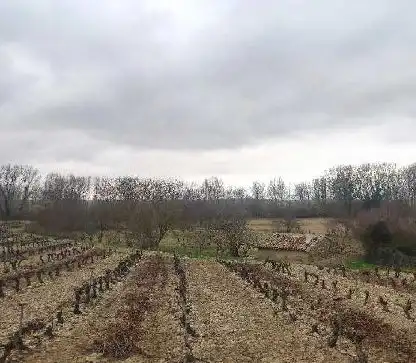 Terreny rústic en venda a C/ Paraje Las Raicillas- Las Peñuelas, imagen 8