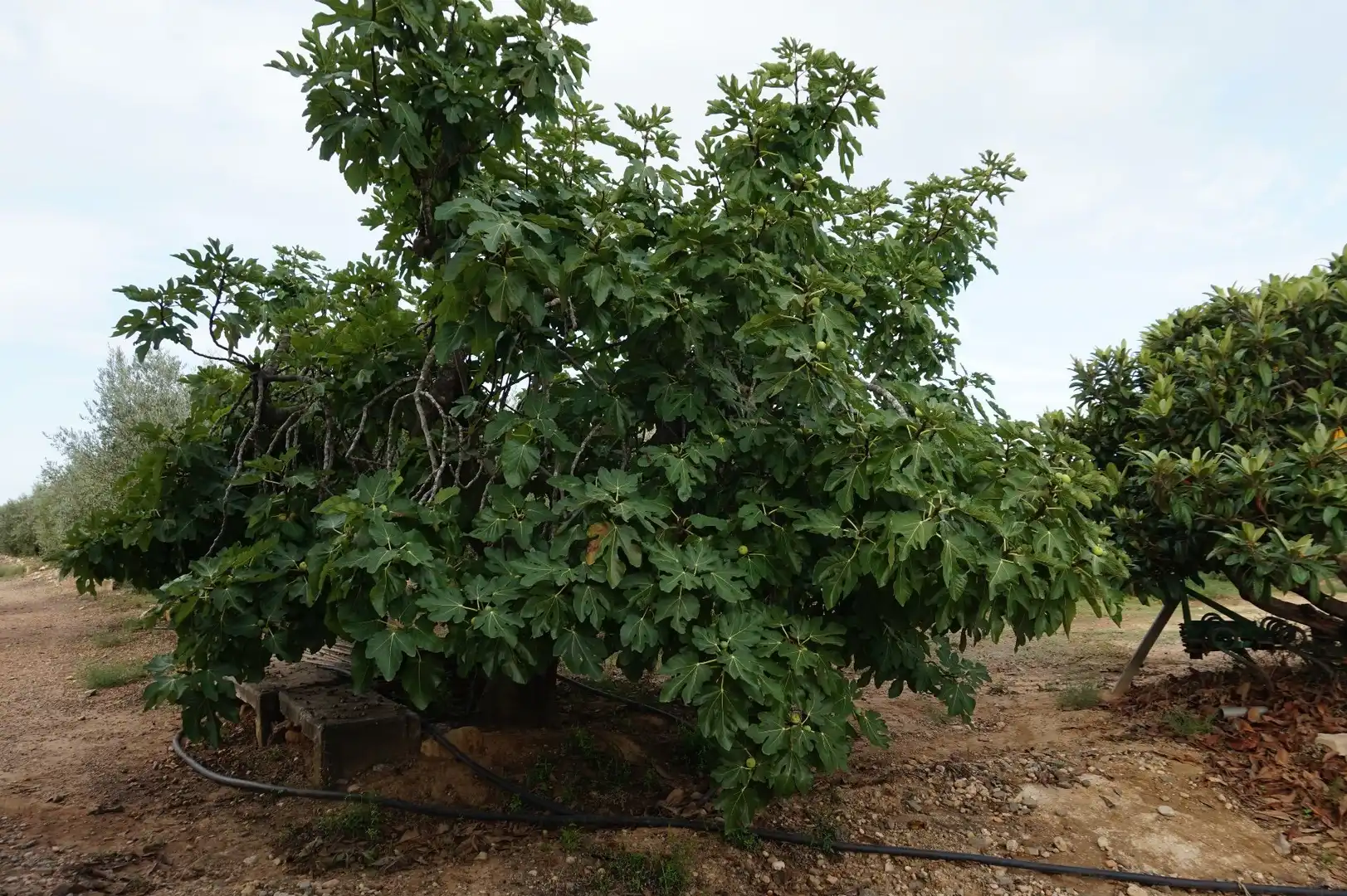 Terreno rustico in vendita a La Creu de Salom, imagen 19