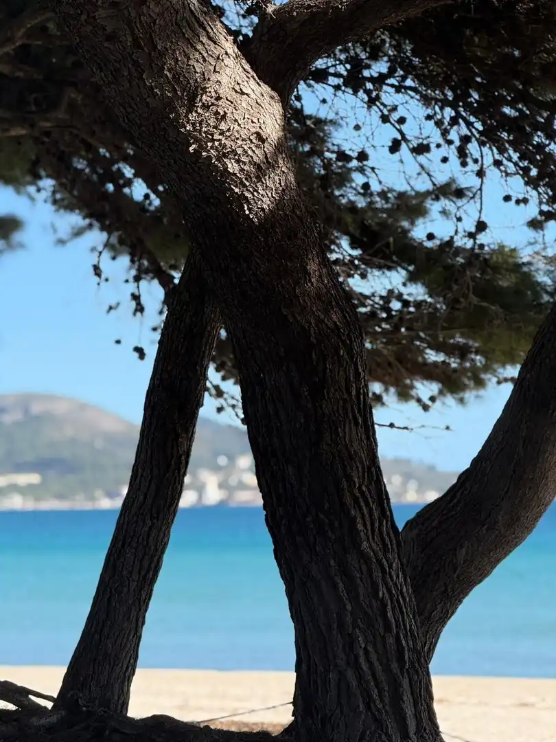 Vista exterior de Apartament en venda en Alcúdia amb Terrassa i Balcó