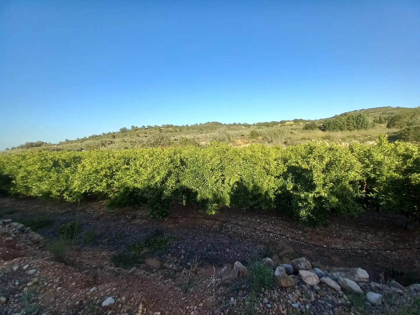 Terreny rústic en venda a Càlig, imagen 3