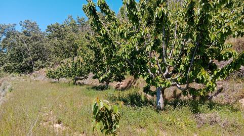 Foto 3 de Terreno en venta en N/a, -1, Barrado, Cáceres