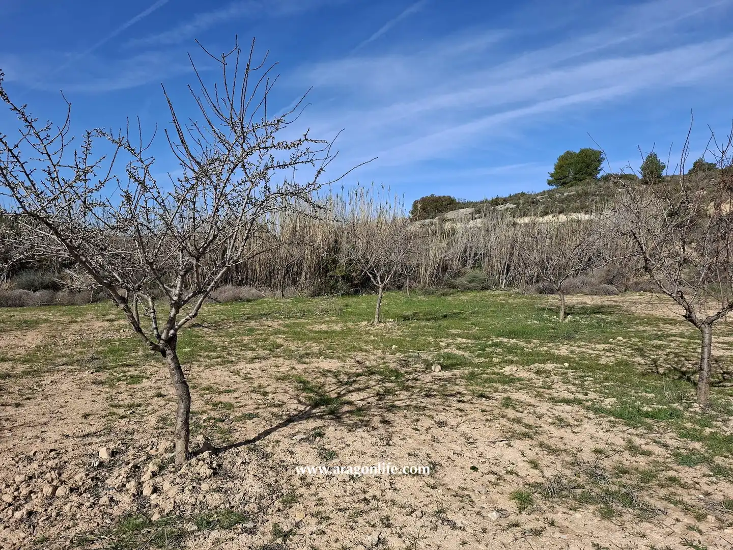 Land for sale in Fabara
