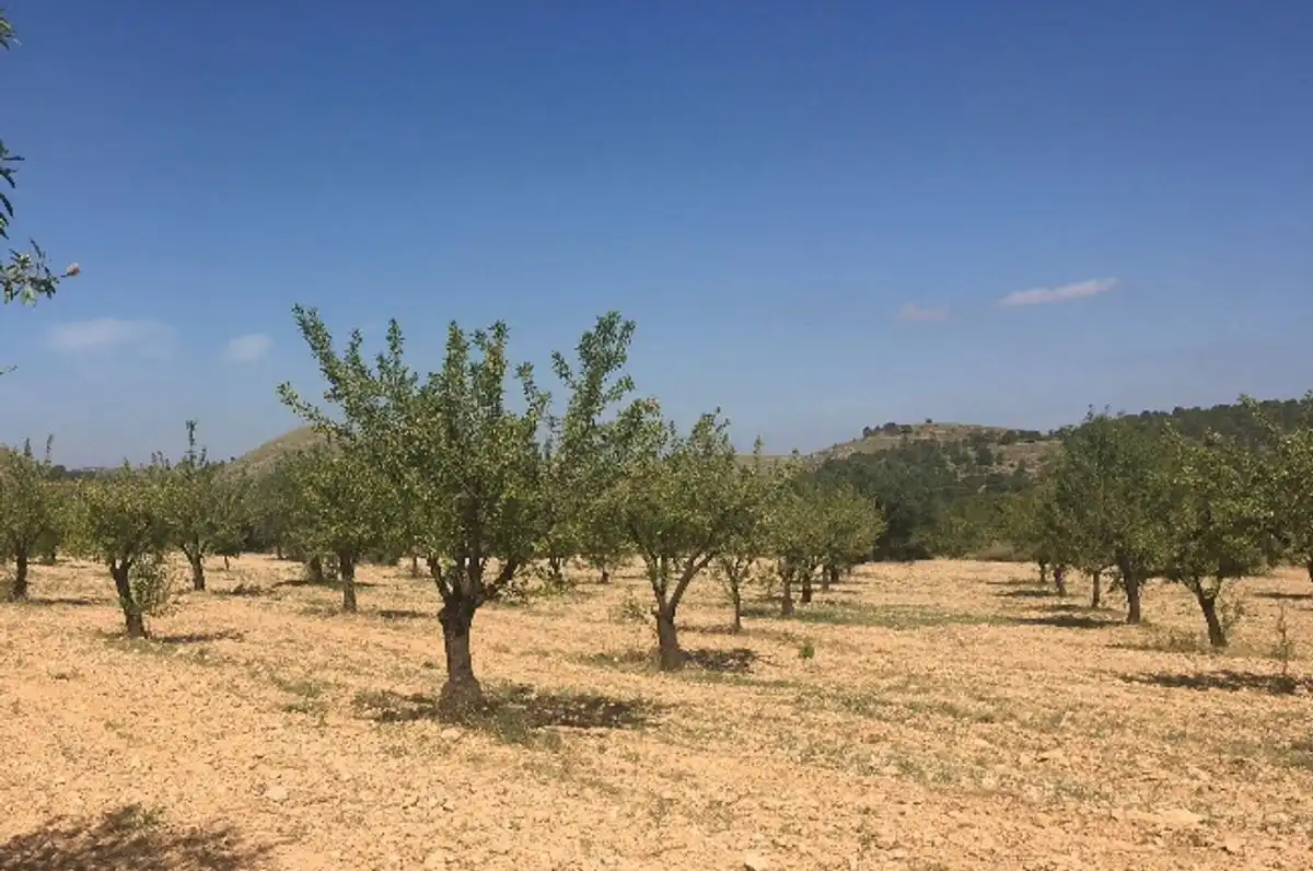 Terreny rústic en venda a Ctra. Algueña, imagen 7
