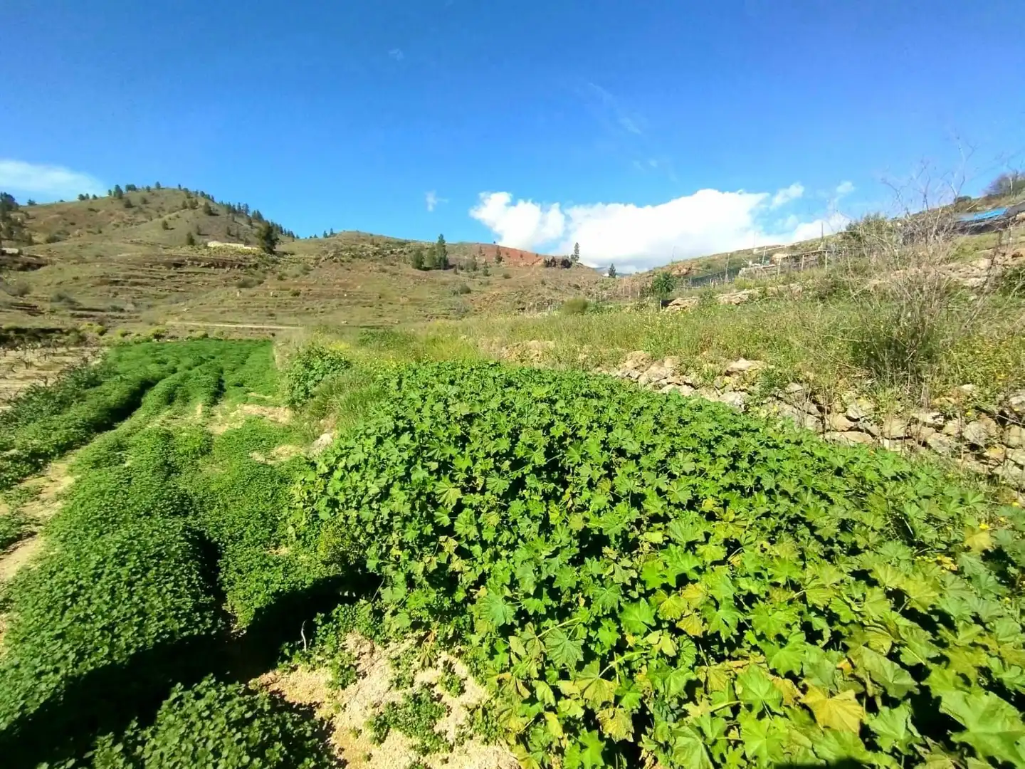 Residencial en venta en Vilaflor de Chasna