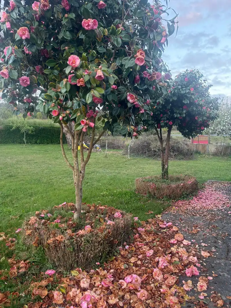 Jardín de Casa o chalet en venta en Friol