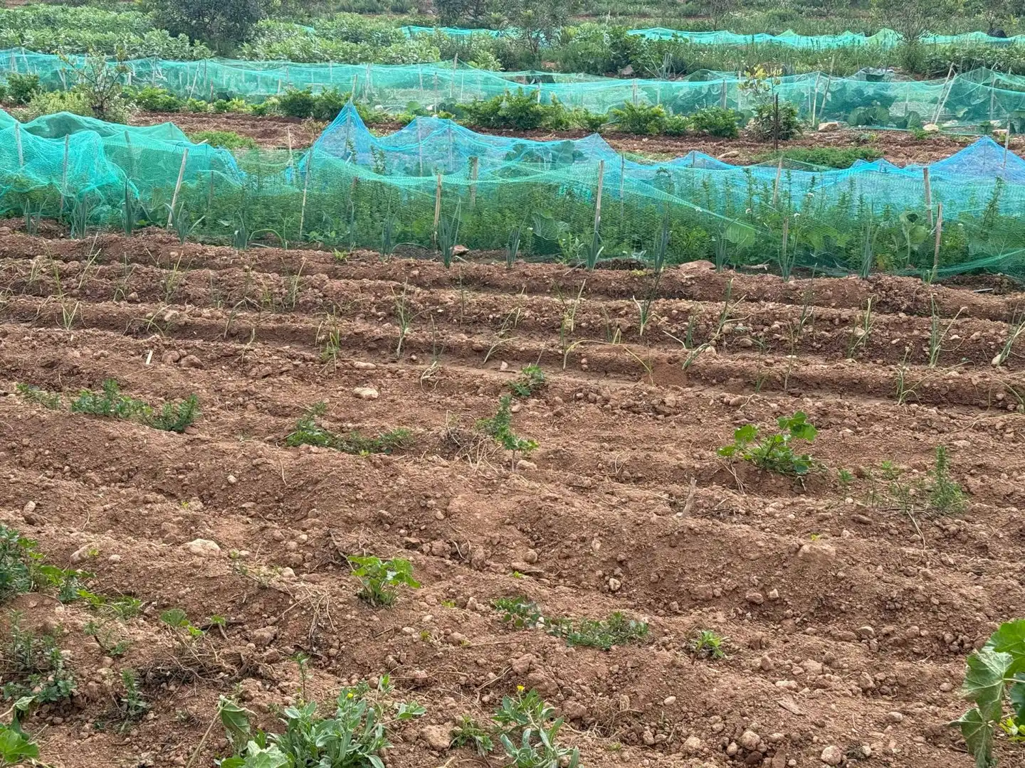 Finca rústica en venda a Altafulla