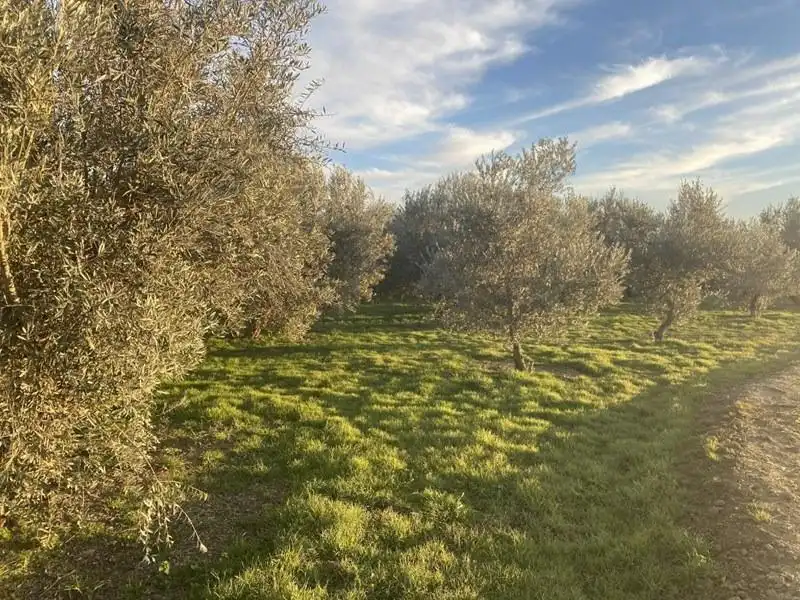 Finca rústica en venda en Vegas del Genil
