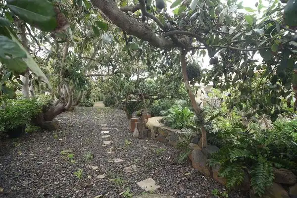 Finca rústica en venda a Calle la Caridad, Tacoronte - Los Naranjeros