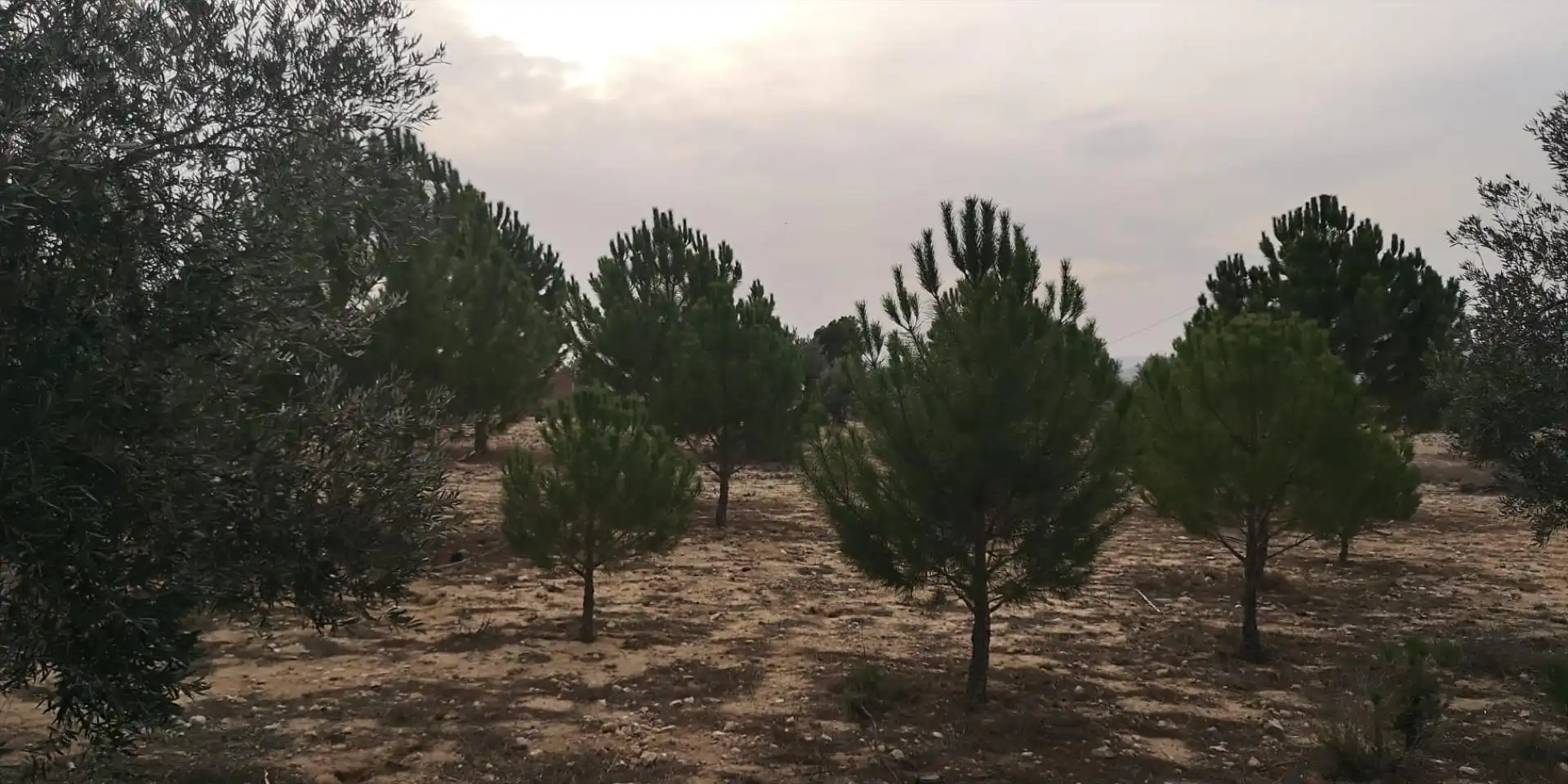 Rural land for sale in Las tiesas, imagen 3