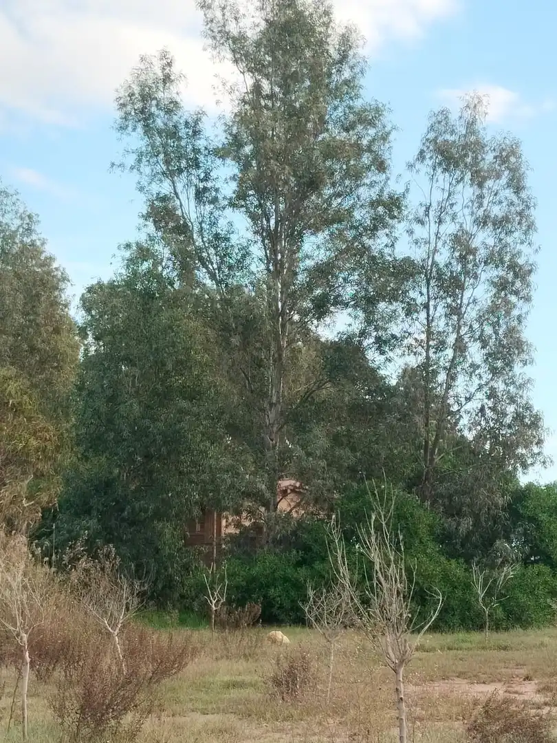 Finca rústica en venda en Amposta amb Jardí privat, Terrassa i Moblat