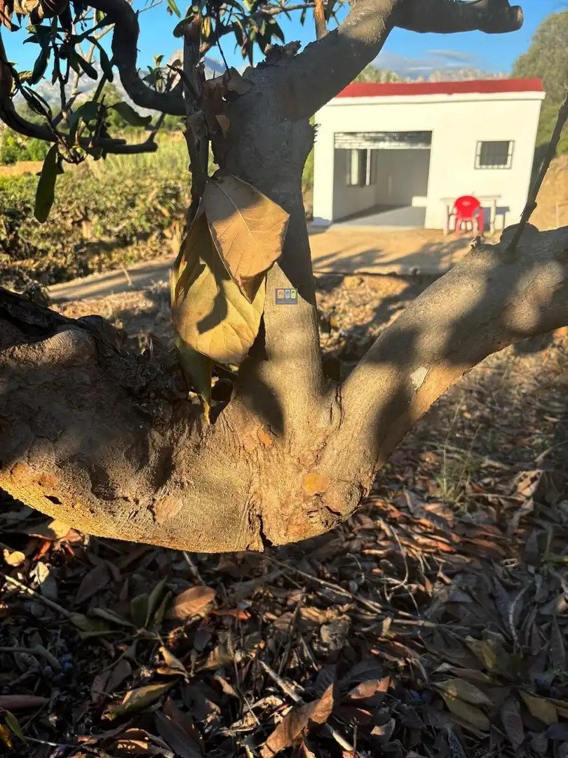 Terreno rustico in vendita a Callosa d'en Sarrià, imagen 9