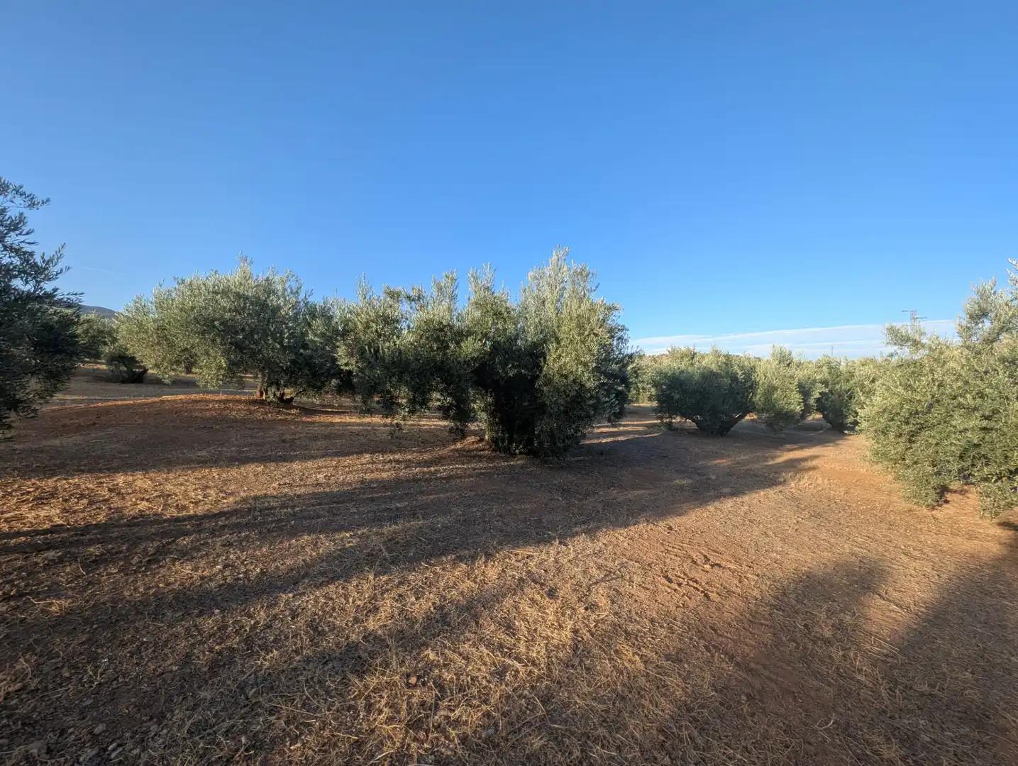 Terreni e lotti in vendita a Alcaudete, imagen 6