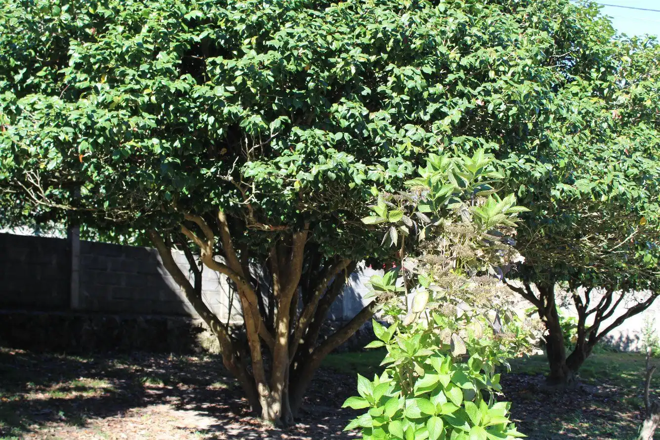 Terreni e lotti in vendita a Coruxo - Oia - Saiáns, imagen 34