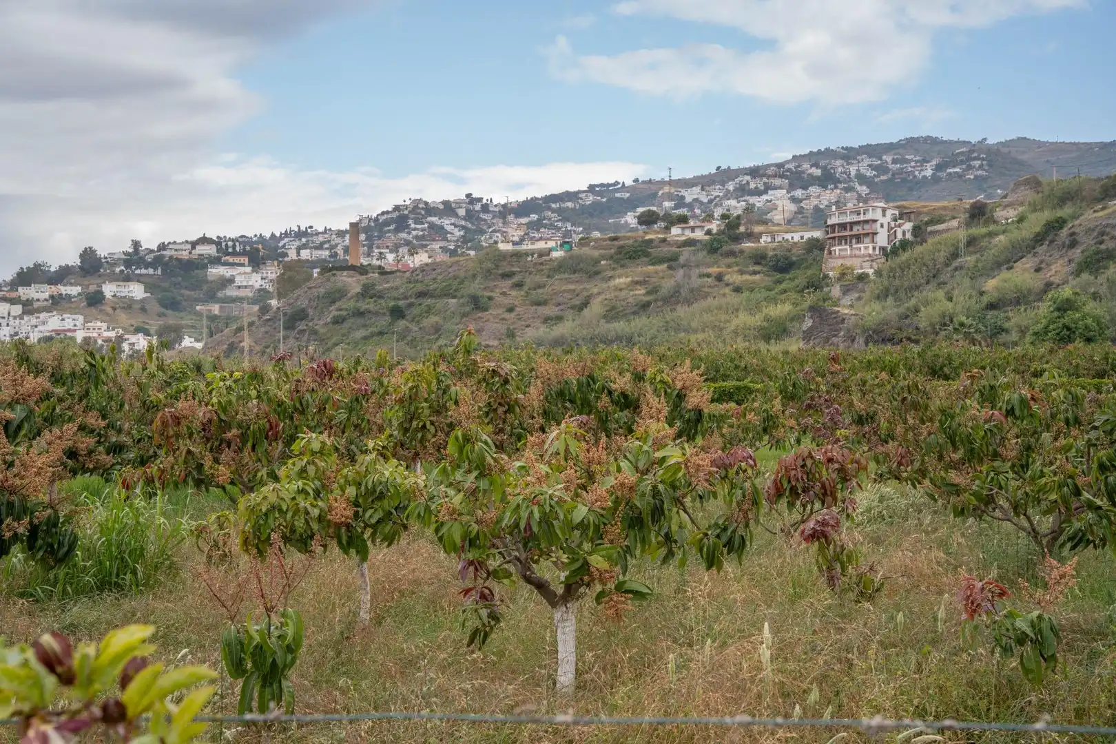 Terreni e lotti in vendita a CARRETERA MALAGA (CAL), imagen 71