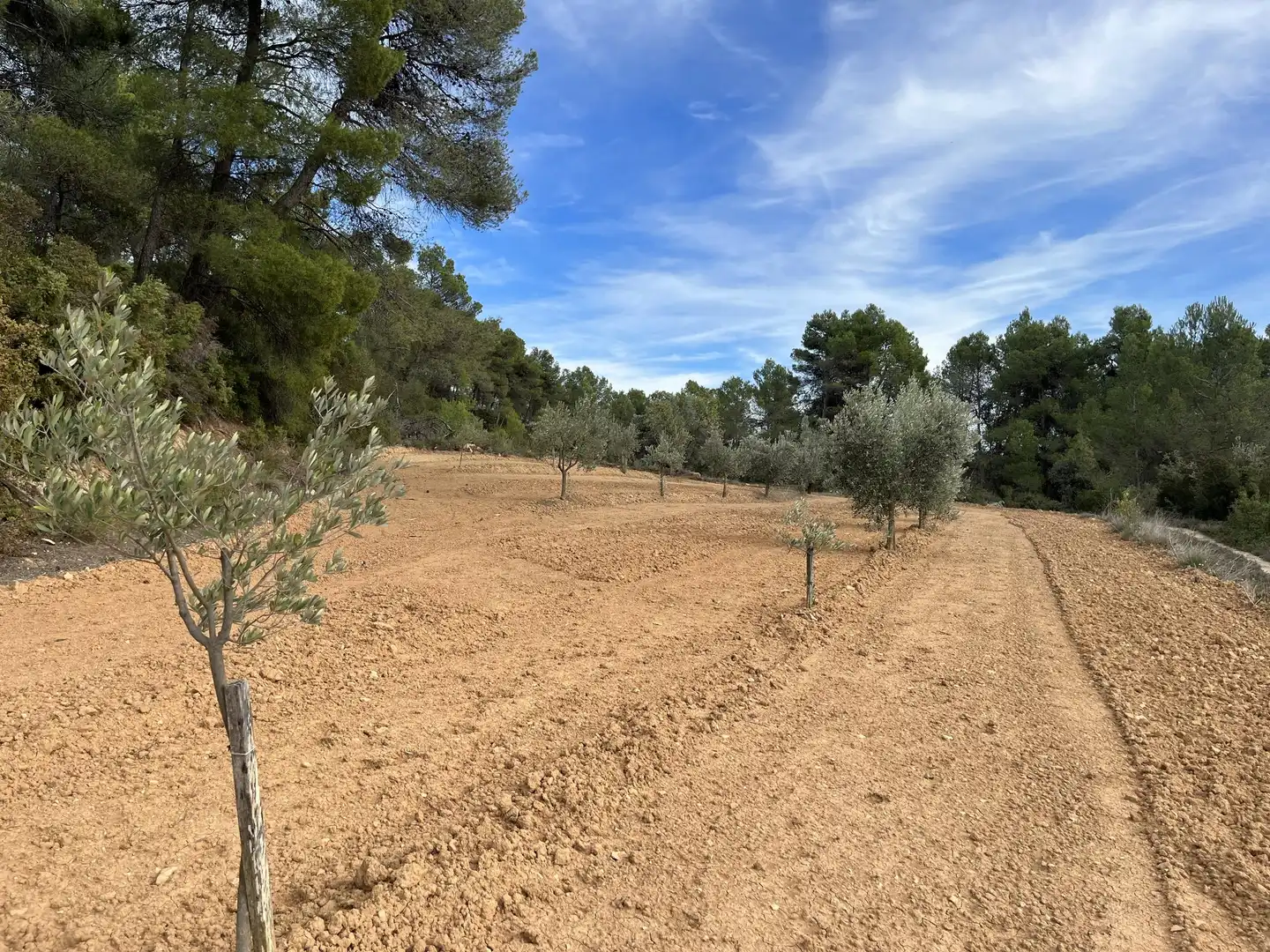 Terreni e lotti in vendita a Lledó, imagen 7