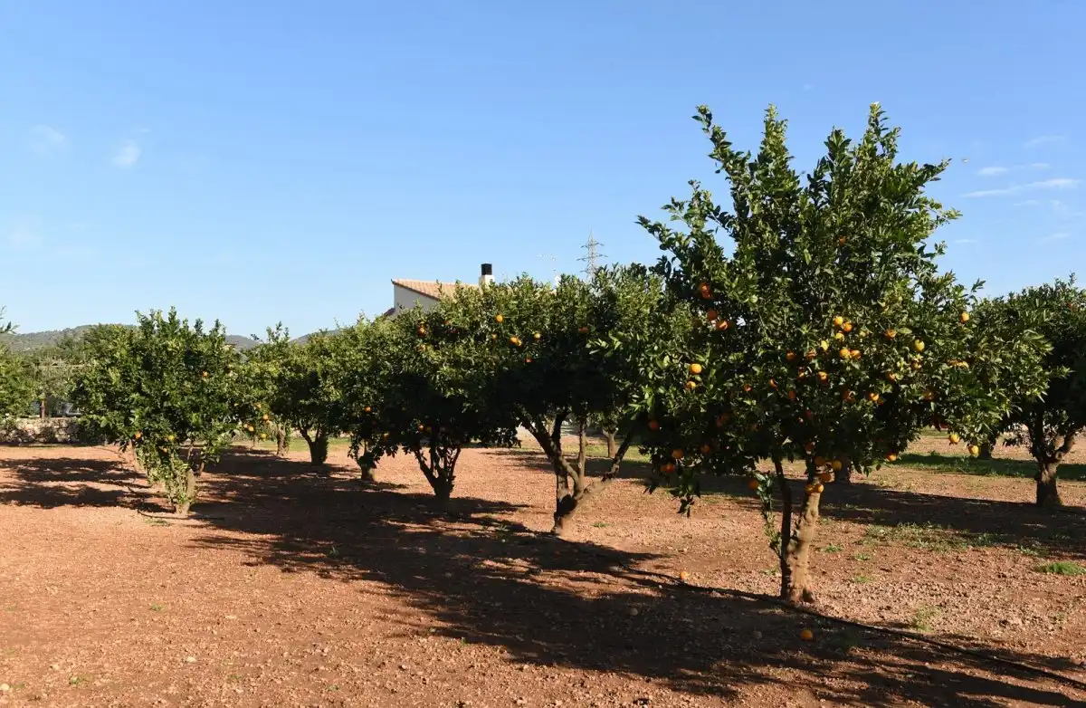 Jardí de Finca rústica en venda en Roda de Berà amb Aire condicionat, Calefacció i Jardí privat