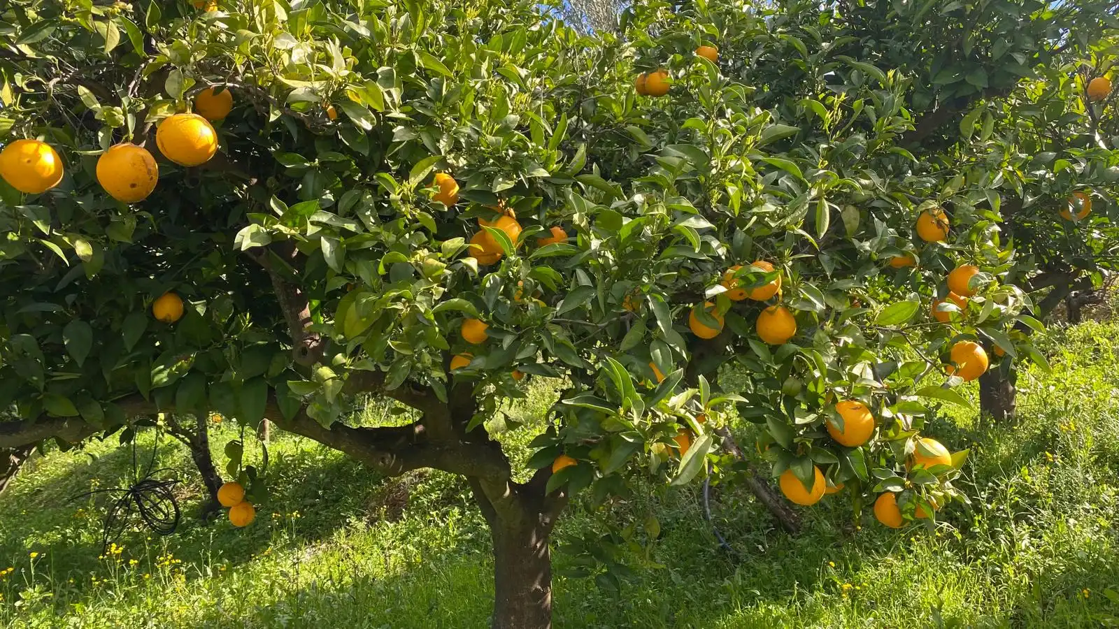 Terreni e lotti in vendita a Alquería - Torrealquería, imagen 4