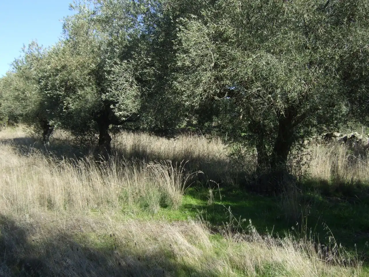 Terreno en venta en Segurilla