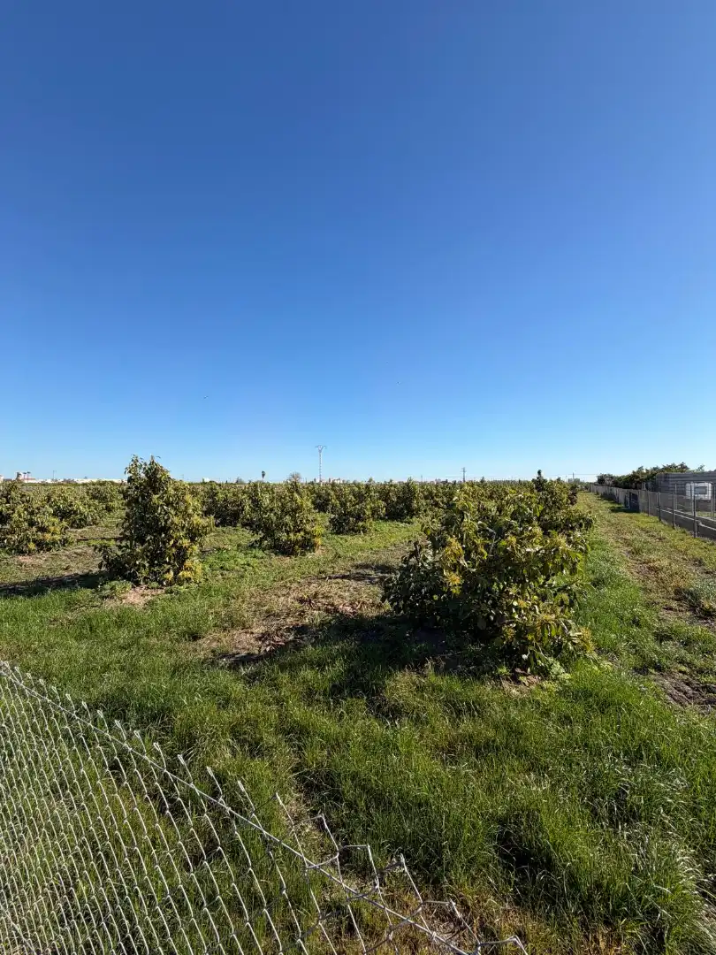 Land for sale in L'Alqueria de la Comtessa