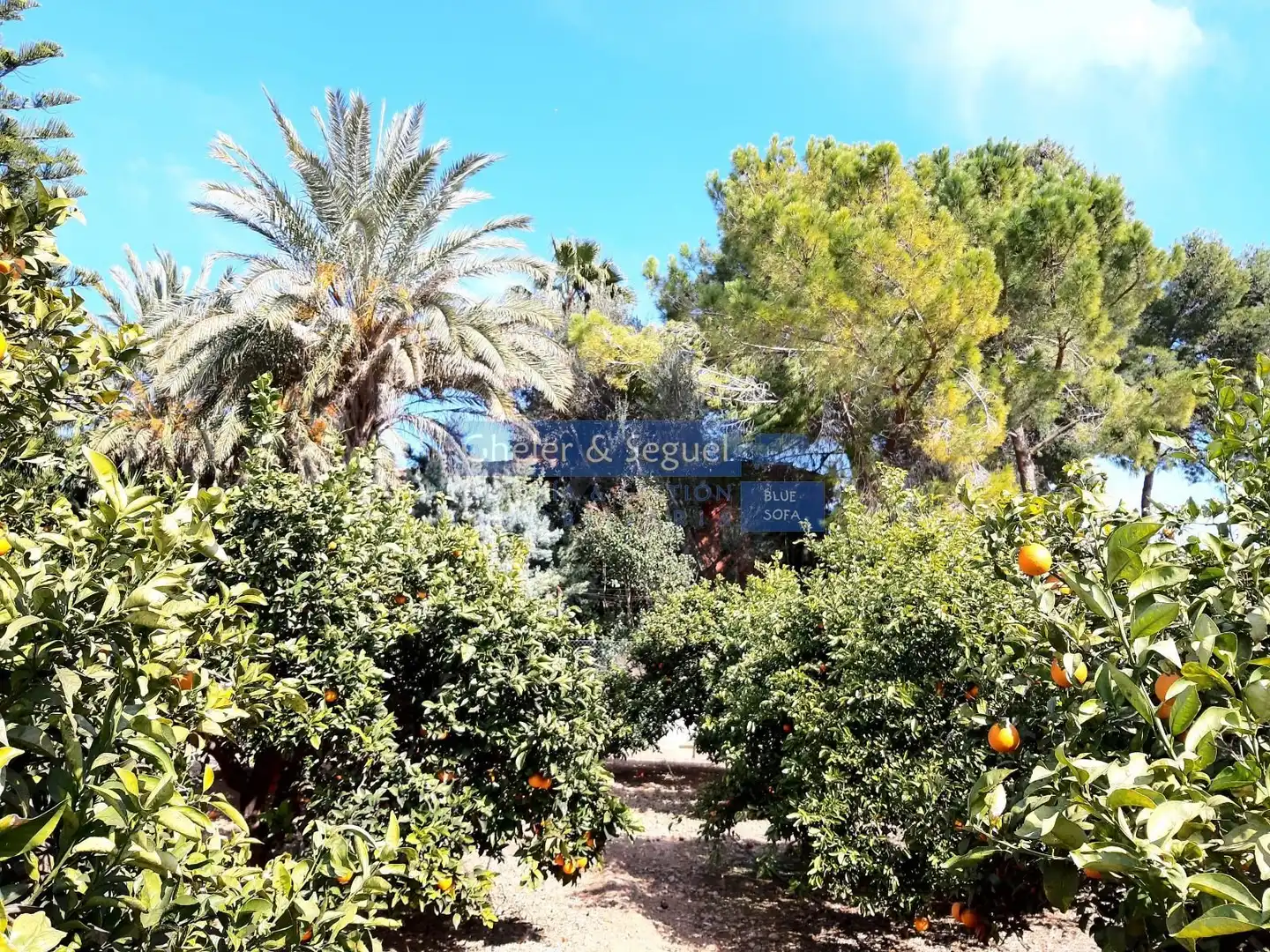 Jardín de Casa o chalet en venta en Albalat dels Tarongers con Terraza