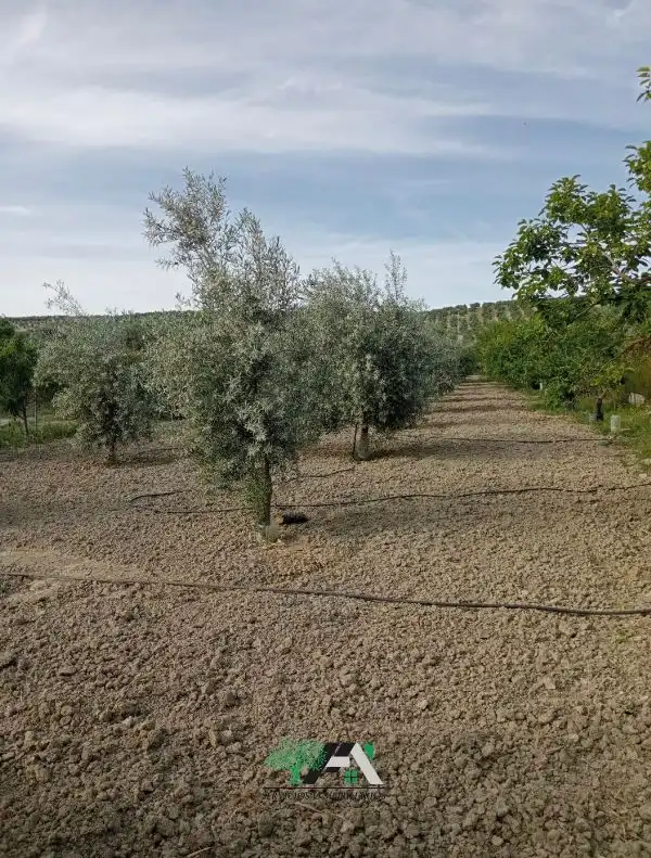 Terreni e lotti in vendita a Calle Poniente Obispo-Cl H, imagen 15