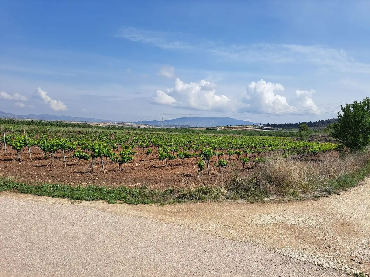 Terreno residencial en venta en El Pinós / Pinoso, imagen 5