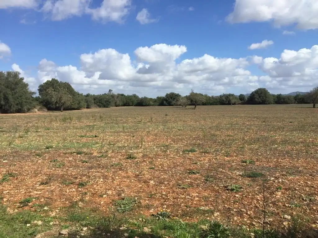 Rural land for sale in Felanitx Poble, imagen 6
