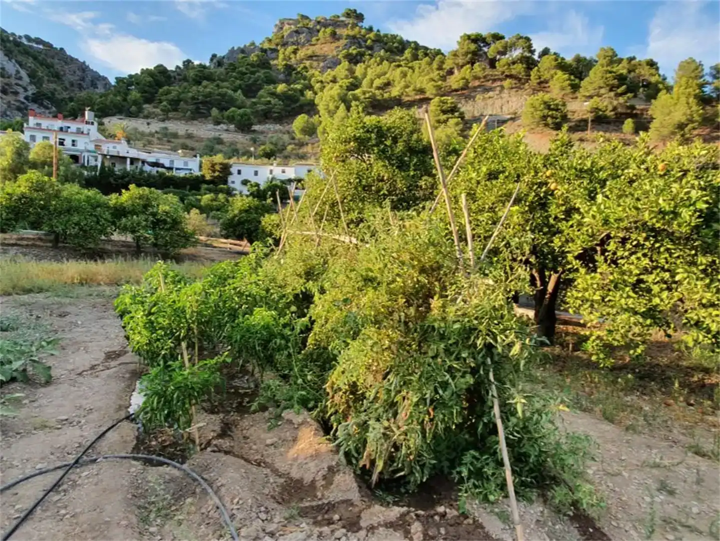 Jardí de Finca rústica en venda en Alozaina