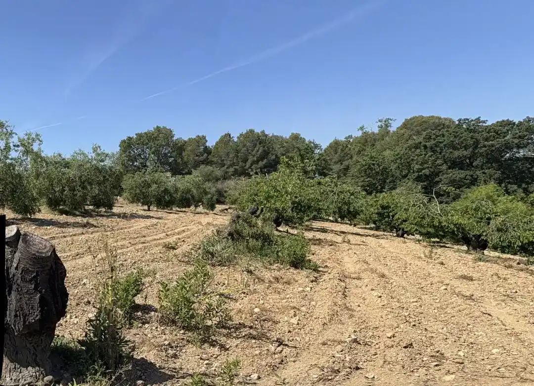 Casa rustica in vendita a L'Arboç, imagen 2