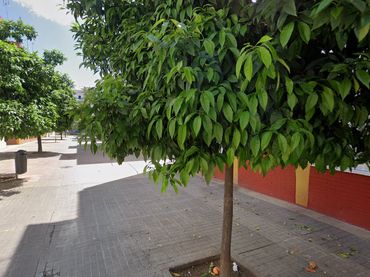 Pis en venda a BRENES