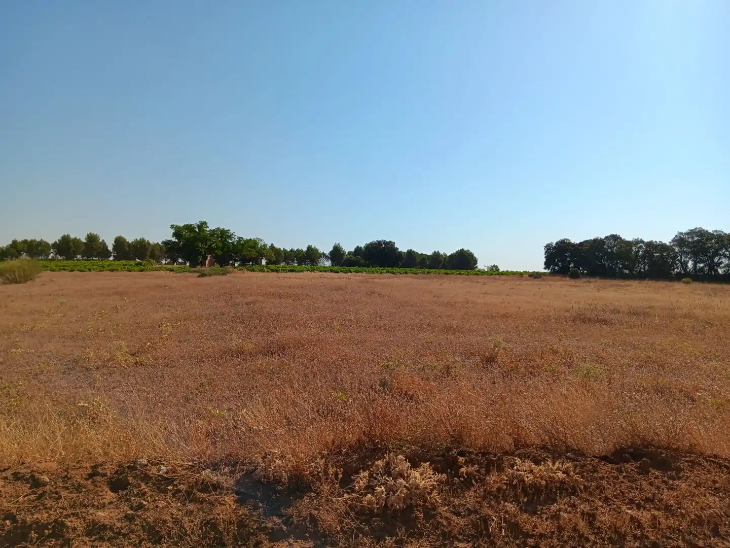 Terreno en venta en Pedro Muñoz