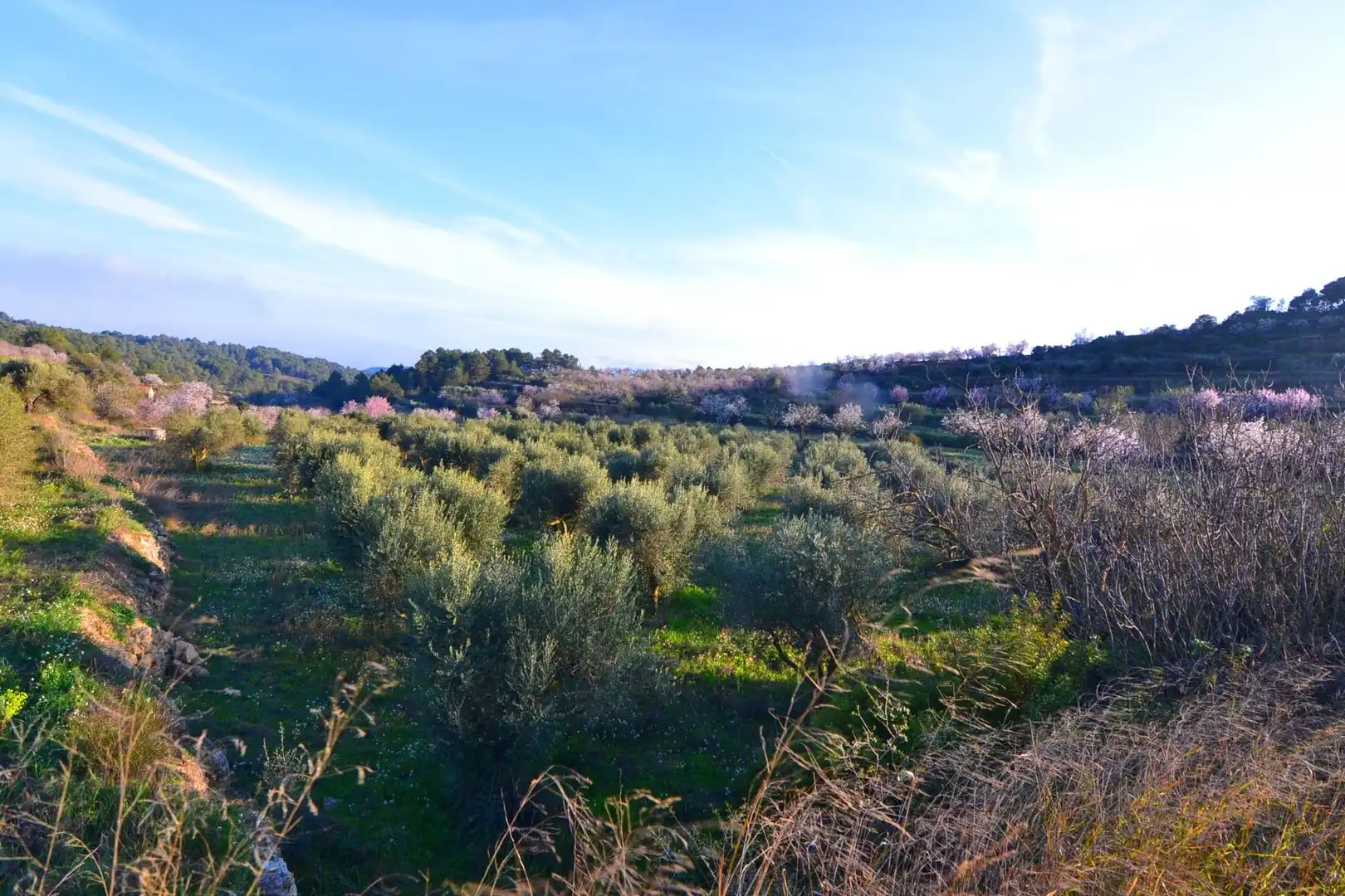 Rural land for sale in Corbera d'Ebre, imagen 7