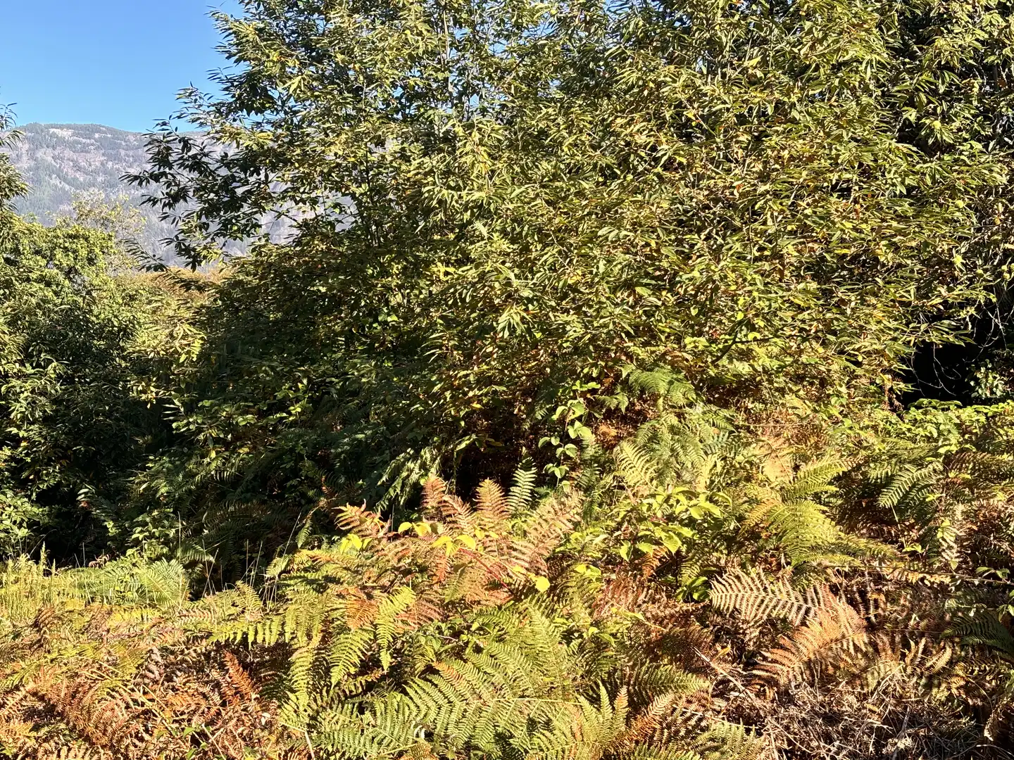 Terreno rustico in vendita a Lugar el Balayo, imagen 16