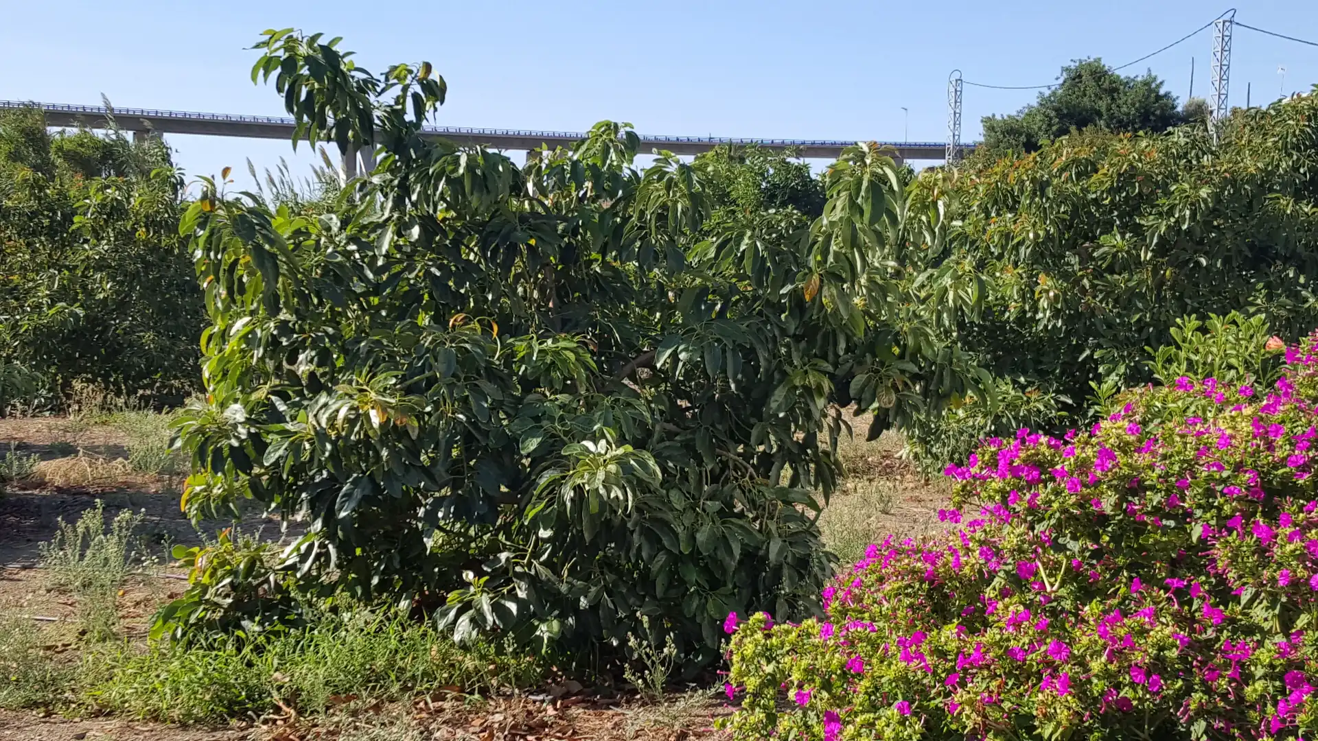 Rustikales Grundstück zum Verkauf in Altos de Estepona, imagen 7