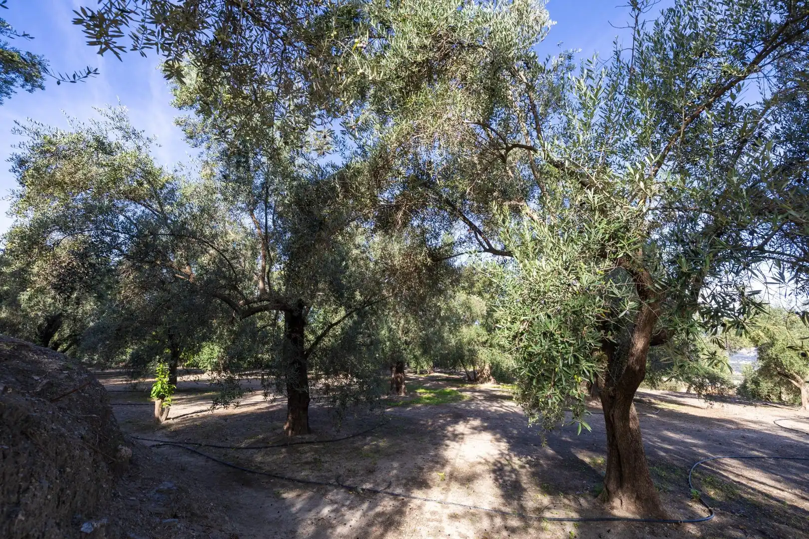 Terreni e lotti in vendita a Lecrín, imagen 35
