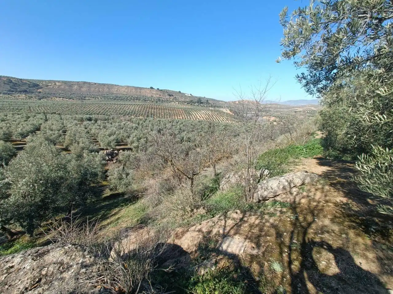 Terreni e lotti in vendita a Moraleda de Zafayona, imagen 15