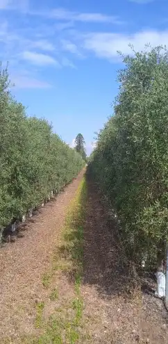 Terreni e lotti in vendita a Marchena