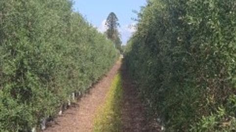 Finca de olivar super intensivo en Sevilla
