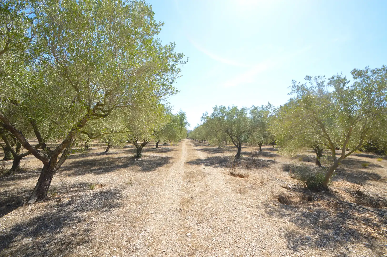 Rural land for sale in Ulldecona, imagen 20