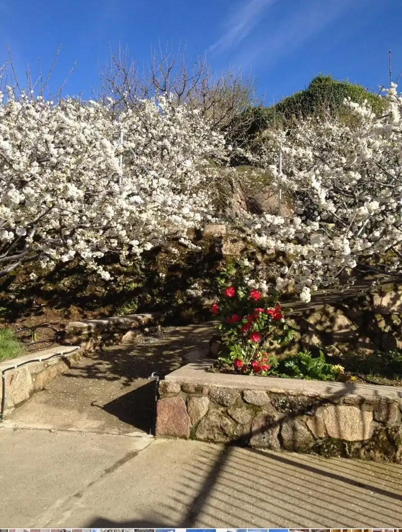 Jardí de Casa o xalet en venda en Valdastillas amb Aire condicionat, Calefacció i Terrassa