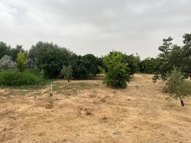Terreno rústico en venta en Villafranca de Córdoba, imagen 3